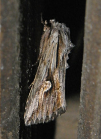 Gray Half-spot Gray Half-spot